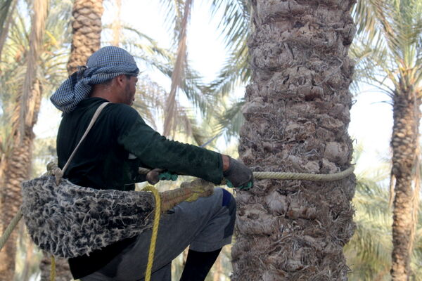 برداشت خرما در منطقه آبپخش
