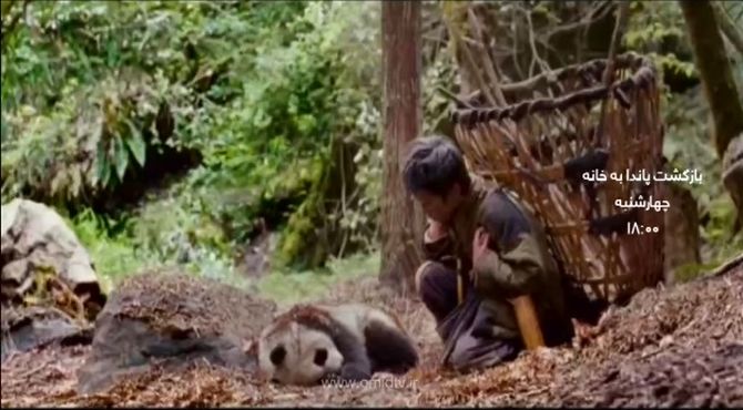 تلاش شبکه امید برای «بازگشت پاندا به خانه»