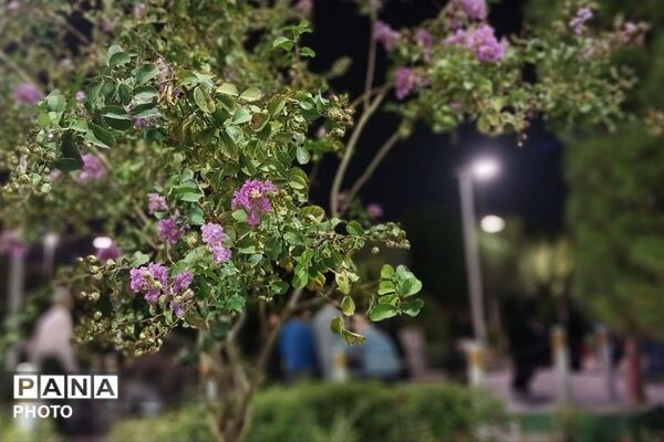 زائران در حرم رضوی میان غم محرم و انتظار امامت
