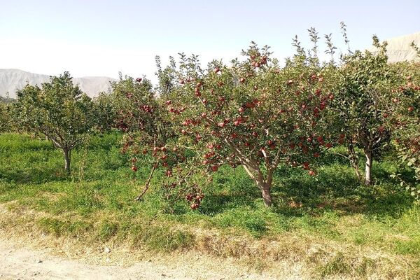 فصل زیبای پاییز در شهر بار نیشابور 