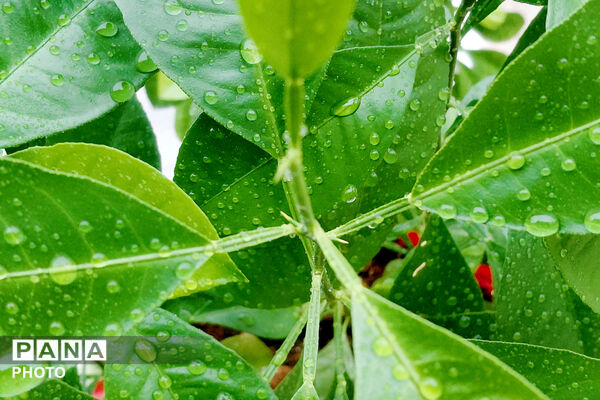  بهاریِ رنگارنگ در پل‌بریده