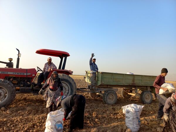 برداشت محصول سیب زمینی در روستای داغیان