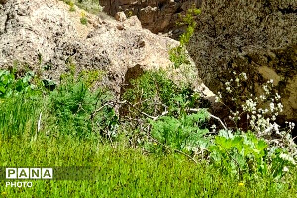کوه های شهر بار ذخیره‌گاه گیاهان ارزشمند و کم نظیر دارویی 