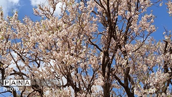 رویش شکوفه های امید در فصل بهار روستای برزنون 