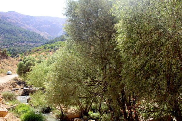 تنگه گردو‌ کنگک چشمه‌ای در دل طبیعت