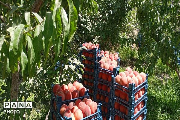 طعم شیرین تابستان در شهربار نیشابور