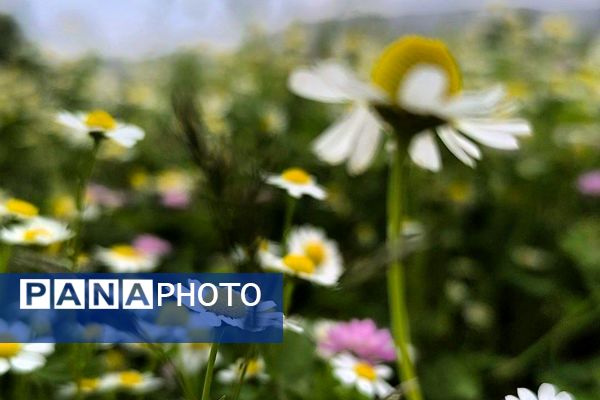 مسن و سرتنگ روستاهایی در دل طبیعت خانمیرزا 