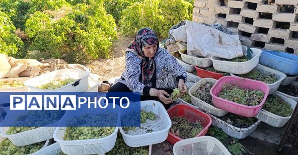 برداشت ۳۰ هزار تن انگور از تاکستان‌های ترشیز