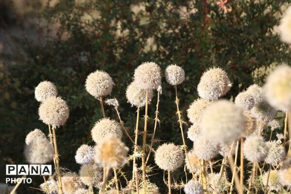لاسرخ مهریز؛ مقصدی کوهستانی برای طبیعت‌گردان یزد