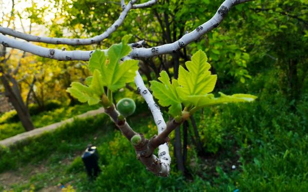 روستای شلیل نگین سرسبزی در دل کوه‌های میانکوه