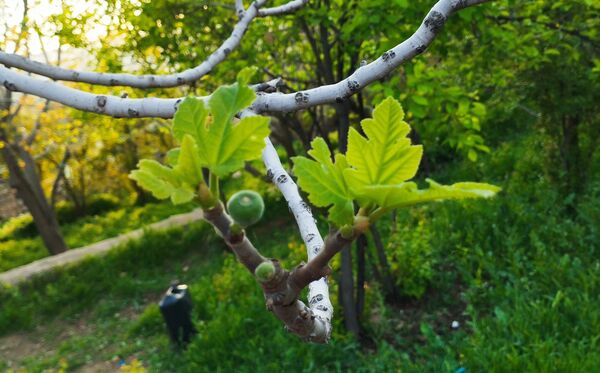 روستای شلیل نگین سرسبزی در دل کوه‌های میانکوه