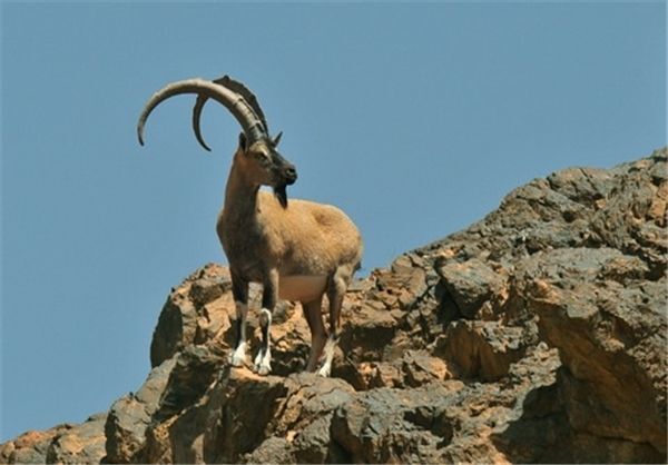تفنگ‌هایی که سکوت کوهستان را می‌شکنند