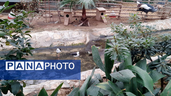 باغ پرندگان قم: جاذبه‌ای بی‌نظیر در قلب کشور