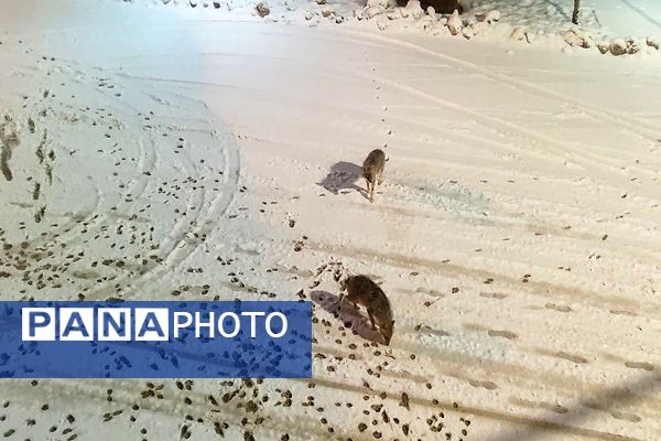 آسمان سخاوتمندانه نعمتش را در ماه شعبان به زمین شهر بار هدیه کرد