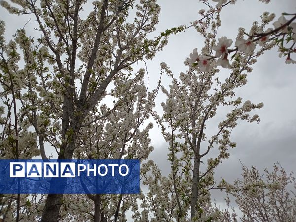شکوفه‌ درختان، آمدن بهار را مژده می‌‌دهند