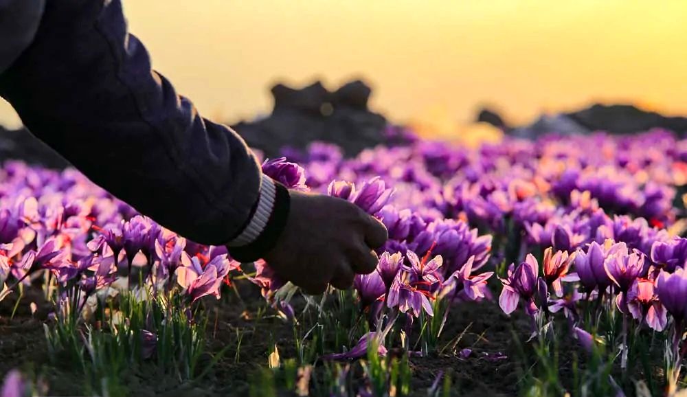 کشاورزی بدون حمایت در آستانه فراموشی است