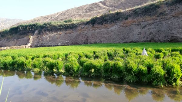 کاشت برنج در روستای بیدله 