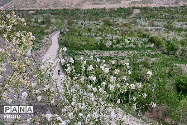 حال و هوای شهر بار نیشابور در فصل زیبای بهار