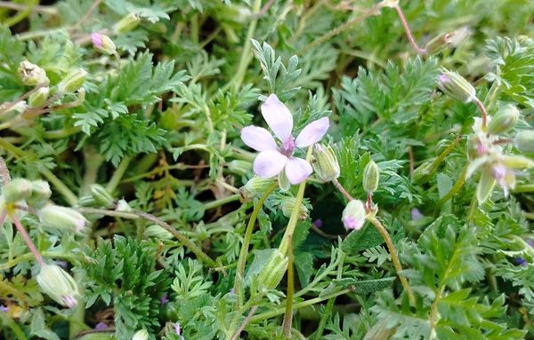روستای شلیل نگین سرسبزی در دل کوه‌های میانکوه
