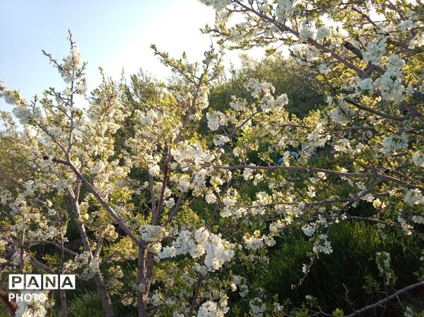 رویش شکوفه ها در روستای فرخ آباد