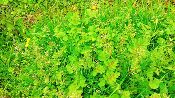 دومین روز بهاری منطقه میانکوه 