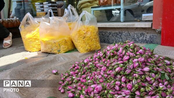 تویسرکان غرق در عطر؛ طلای سرخ و زرد در فصل برداشت به بازار آمد