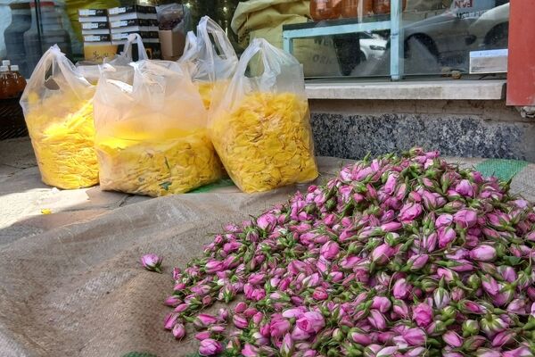 تویسرکان غرق در عطر؛ طلای سرخ و زرد در فصل برداشت به بازار آمد