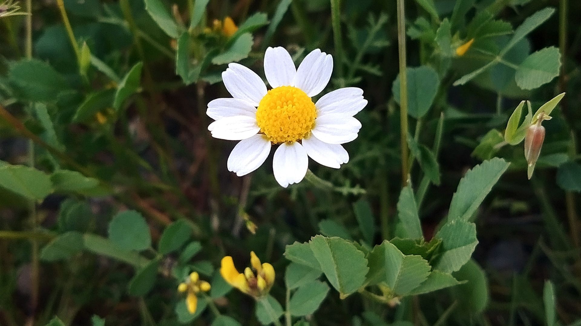 طبیعت هدیه ماندگار زندگی
