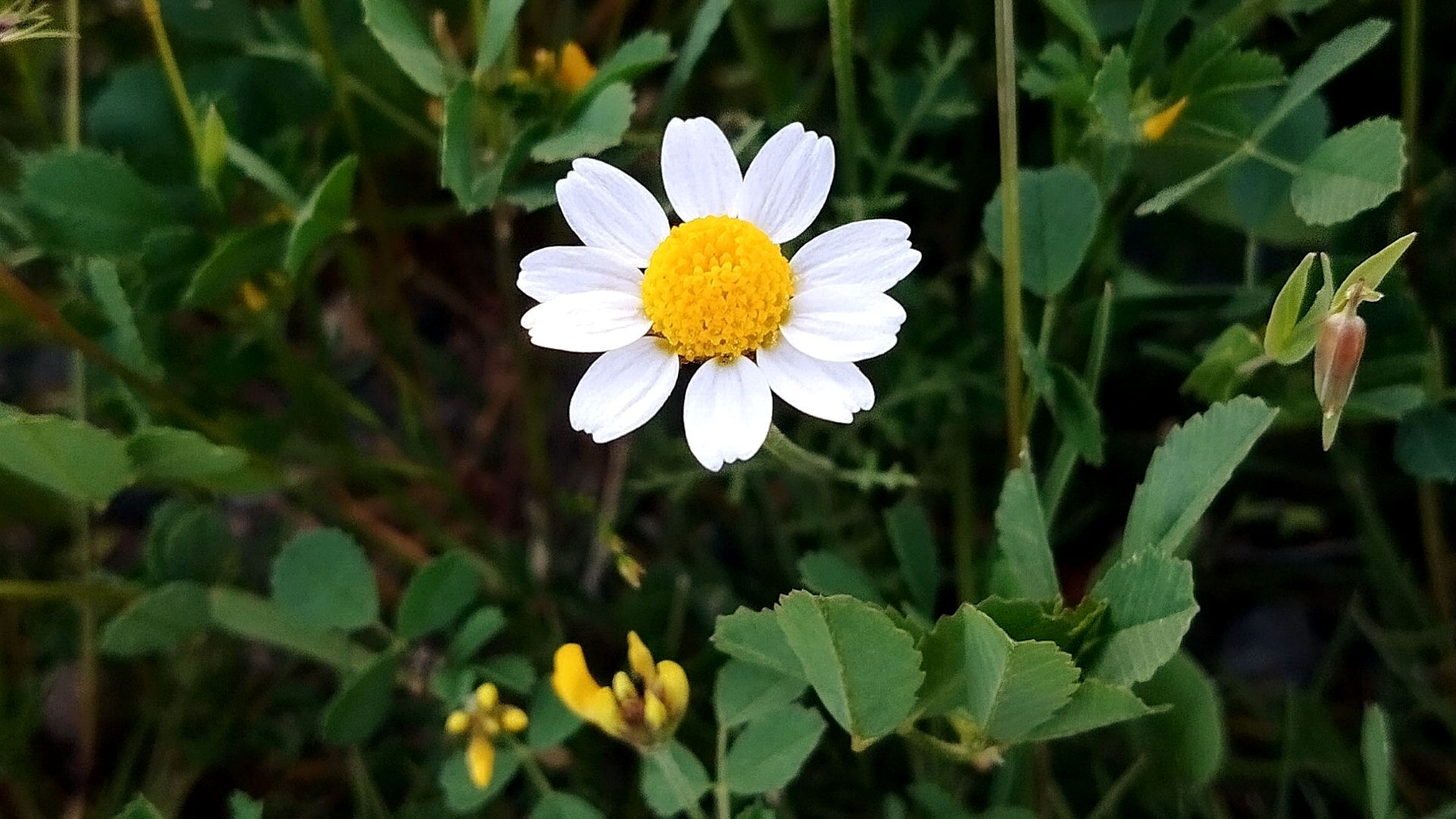 طبیعت هدیه ماندگار زندگی