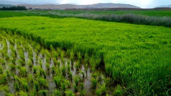 برنج‌کاری در لردگان؛ نماد زندگی و فرهنگ محلی