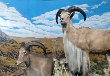 رد پای انسان، دشمن جان جانوران