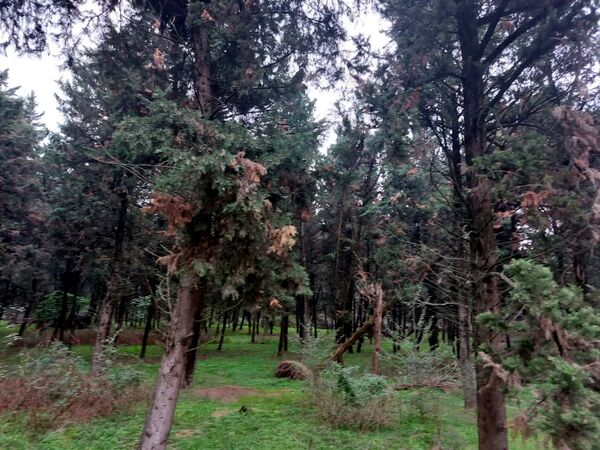 کردکوی، سرسبزترین شهرستان گلستان