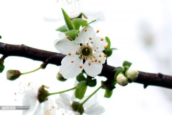 شکوفه‌های بهاری 