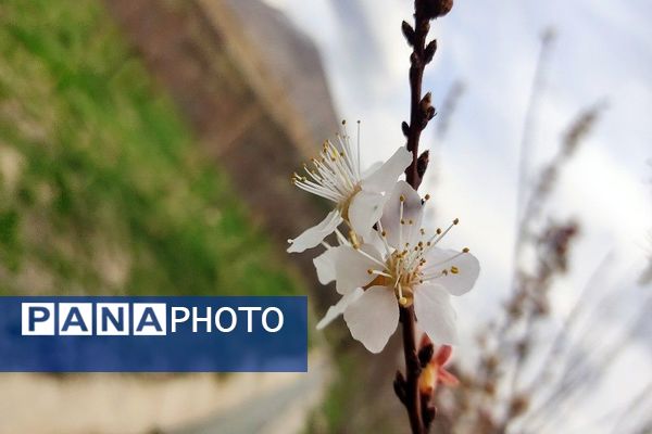 رویداد آیین باستانی سیزده بدر نیشابور در روز طبیعت از  قاب خبرنگاران پانا