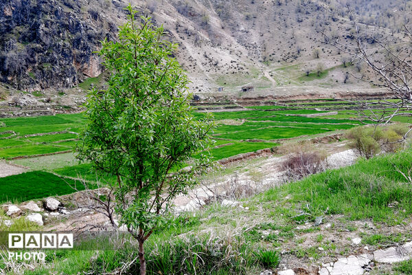 طبیعت روستای بیدله به هنگام بهار