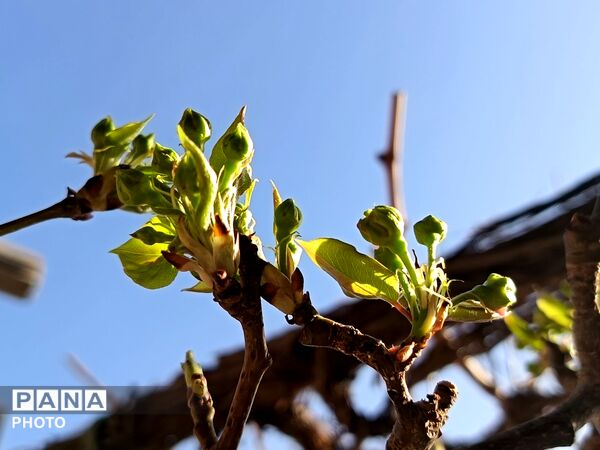 رویش شکوفه های امید در فصل بهار روستای برزنون 