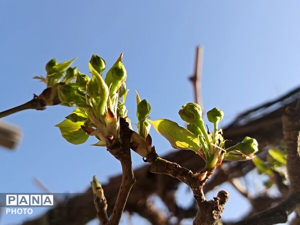 رویش شکوفه های امید در فصل بهار روستای برزنون 