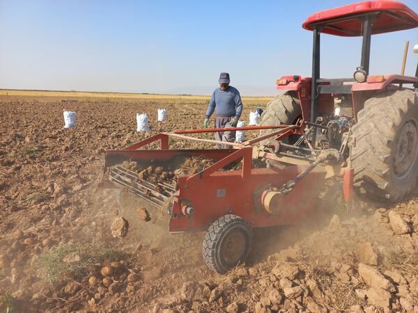 برداشت محصول سیب زمینی در روستای داغیان