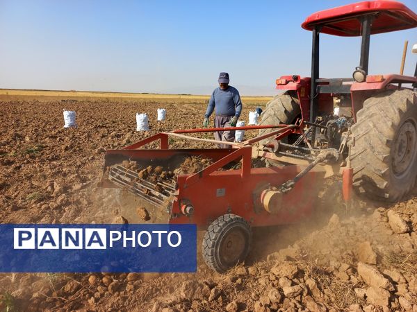 برداشت محصول سیب زمینی در روستای داغیان