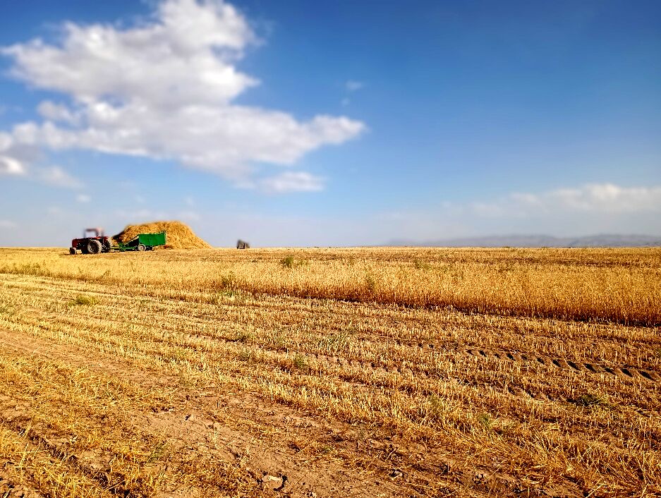 برداشت گندم در روستای گزکوه