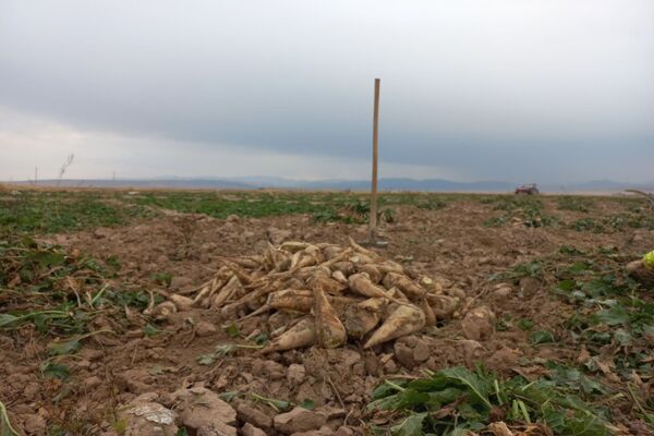 برداشت چغندرقند در روستای مفرنقا