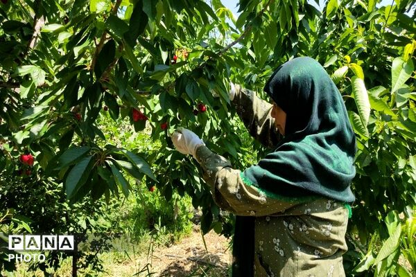 فصل چیدن یاقوت های چشم نواز در شهر بار نیشابور-۱