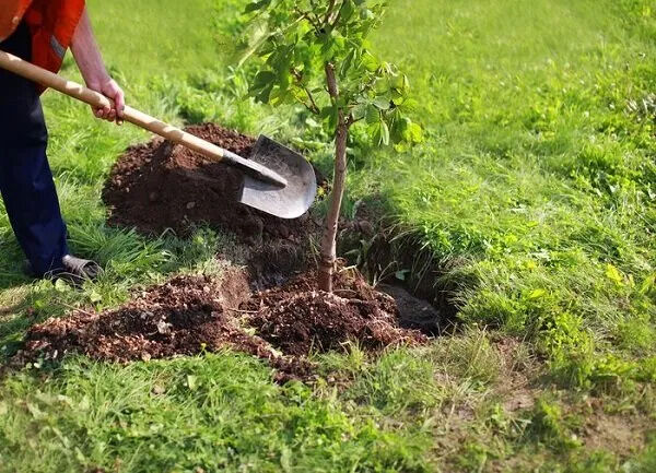 آغاز پویش ملی نهال‌کاری برای تحقق طرح کاشت یک میلیارد درخت
