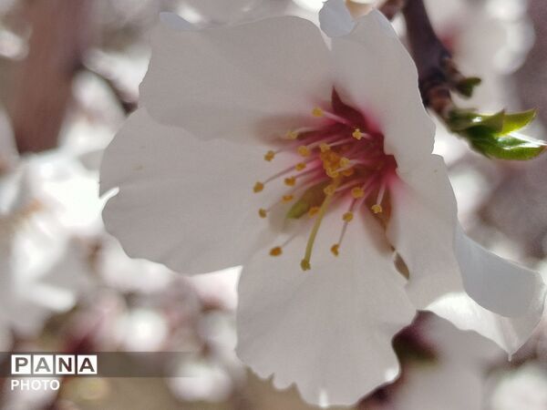 شکوفه‌های بهاری شهر بن، نویدبخش طراوت و زندگی دوباره