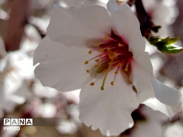 شکوفه‌های بهاری شهر بن، نویدبخش طراوت و زندگی دوباره