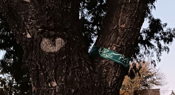 دختران شاهد فاطمه‌زهرا(س) در گلزار شهدا، قبور مطهر را به رنگ عشق آراستند