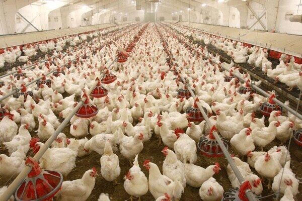 مجوز صادرات محدود مرغ صادر شد