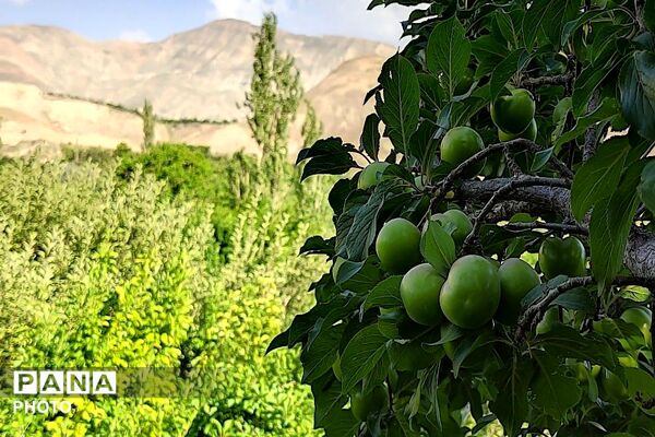 فصل چیدن یاقوت های چشم نواز در شهر بار نیشابور-۱