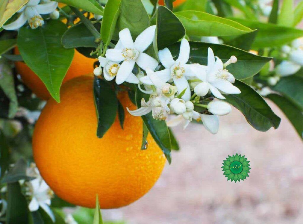 عطر بهار نارنج در تقویم