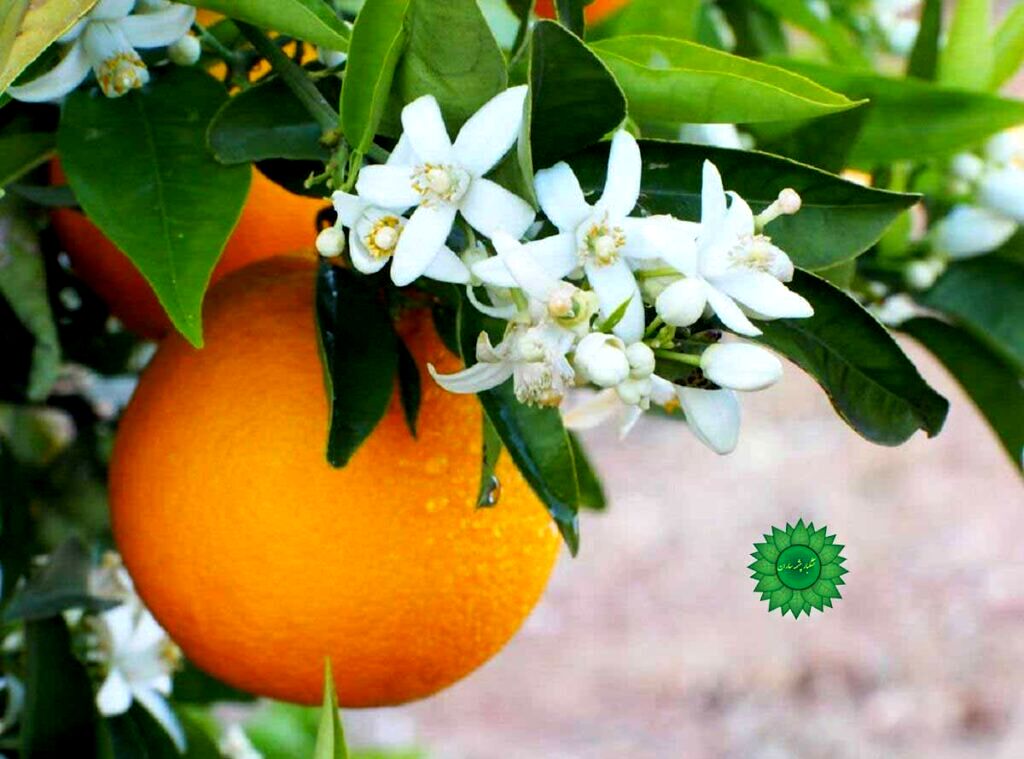 عطر بهار نارنج در تقویم